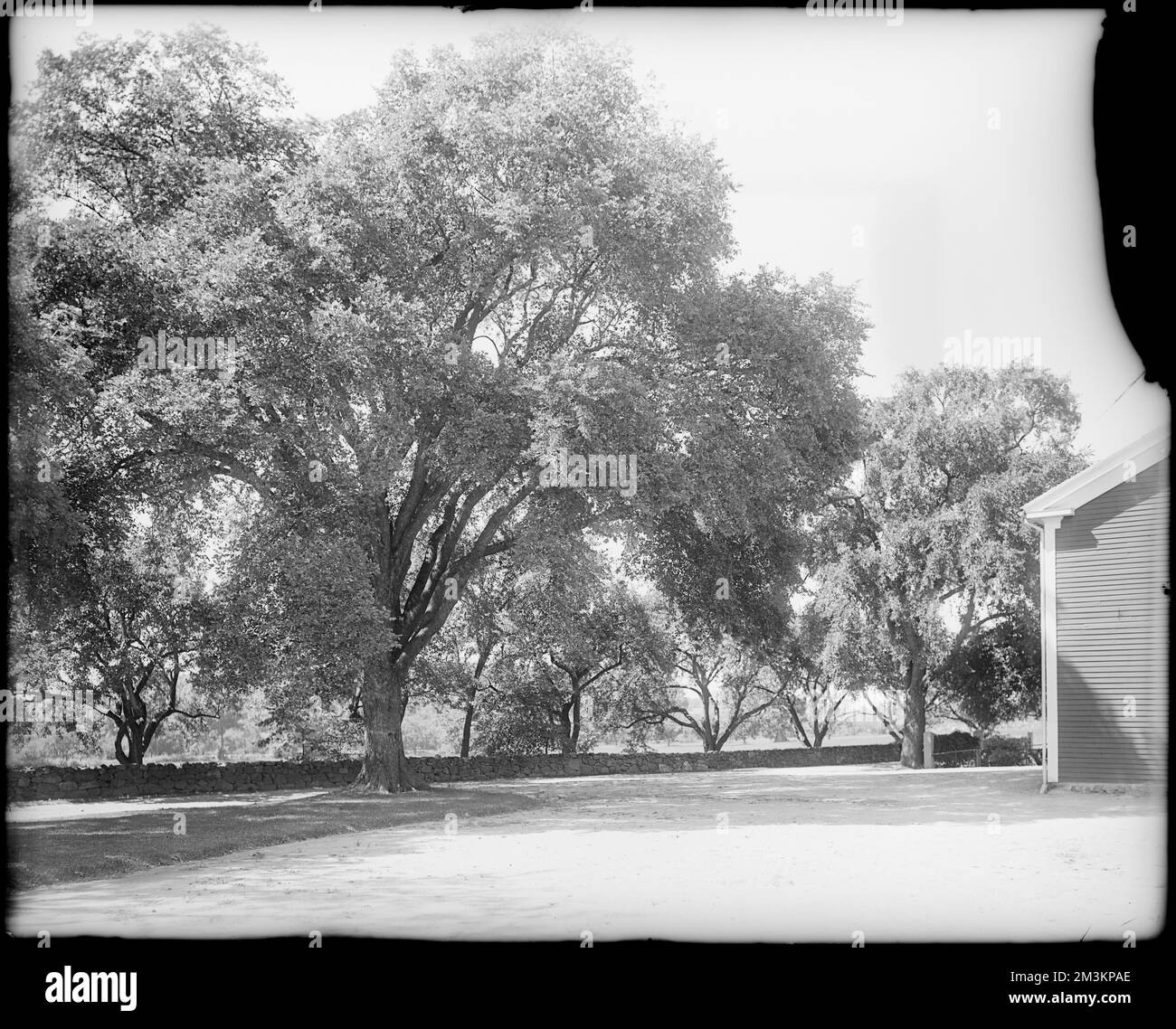 Peabody, Andover Street, Aussicht, Bäume im Mrs. Jacob C. Rogers Estate, "Oak Hill", Bäume. Frank Cousins Glass Plate Negatives Collection Stockfoto