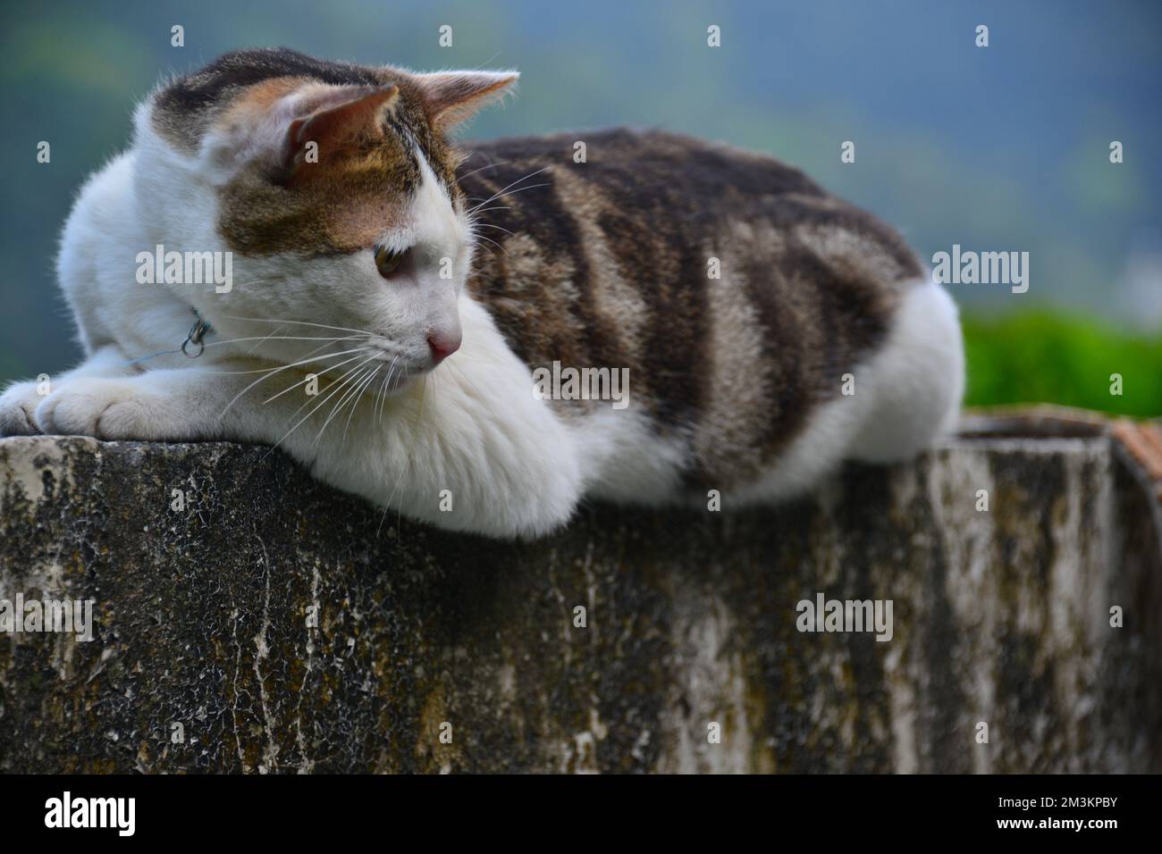 Da ist eine Katze an der Wand, die nach rechts schaut. Houtong Cat Village. Von CNN als einer der sechs besten Orte zur Katzenbeobachtung weltweit empfohlen Stockfoto