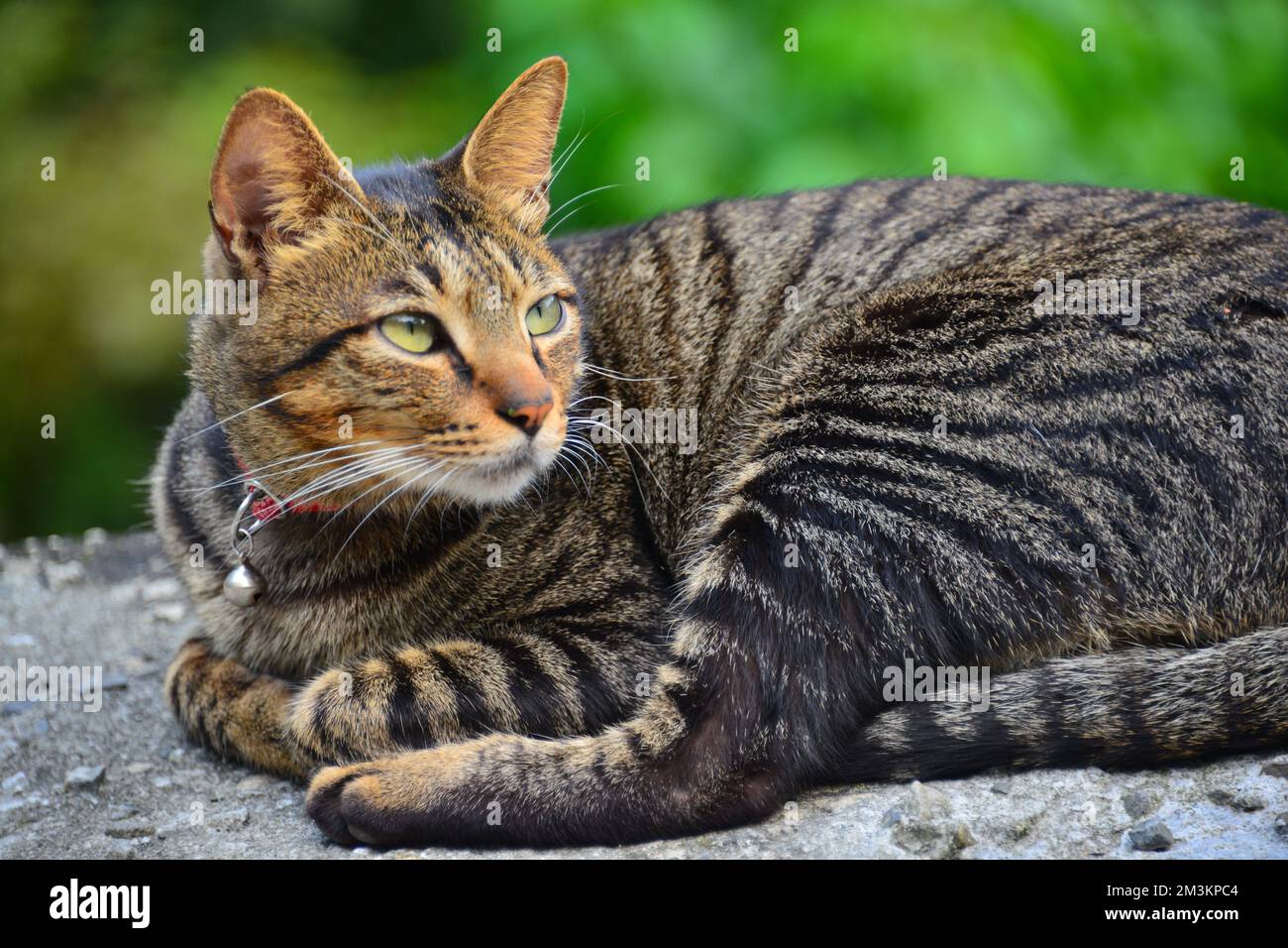 Eine Katze starrte geradeaus. Houtong Cat Village. Von CNN als einer der sechs besten Orte zur Katzenbeobachtung weltweit empfohlen. New Taipeh, Taiwan Stockfoto