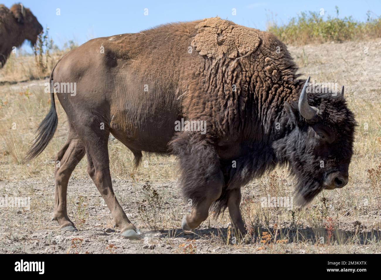 Im Naturschutzgebiet Bison Range im Flathead Indian Reservation im Westen von Montana weidet ein Bison (Bison Bison). Früher hieß es die National bis Stockfoto