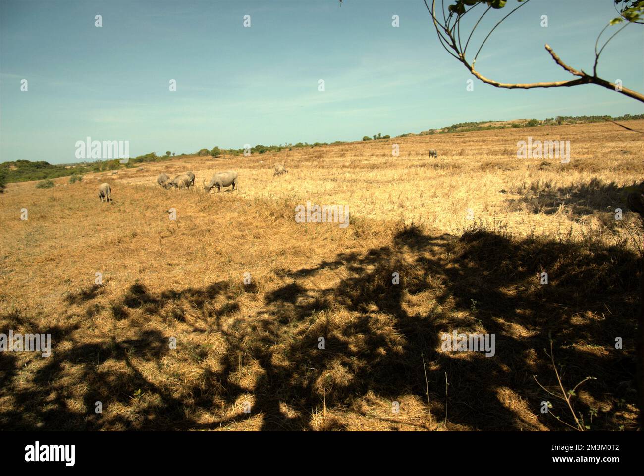 Nexawaveo Gurtschoner Pferde Design - Extra Breit Für Auto & Kinderwagen