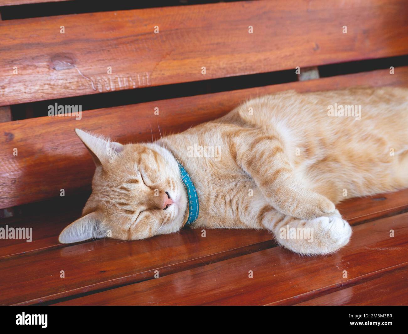 Eine orangefarbene Katze mit einem blauen Kragen schläft. Stockfoto