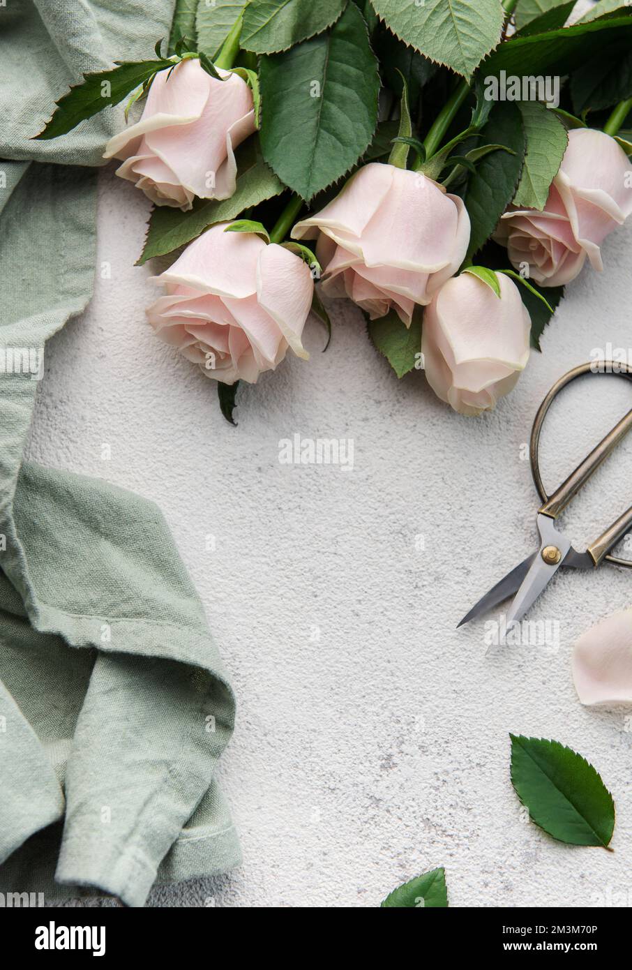 Draufsicht eines Straußes aus rosa Rosen, Scheren und Stoff auf grauem Betonhintergrund. Blumenarbeitsplatz. Accessoires für Blumensträuße und Blumen Stockfoto