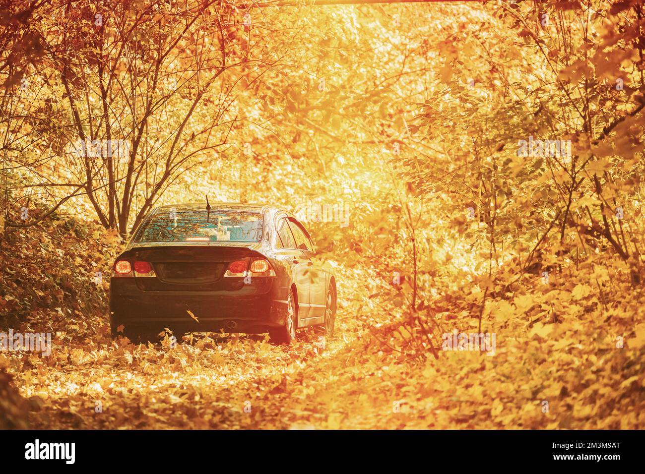 Auto Geparkt Auf Straße, Weg, Weg, Lane, Pathway Im Herbstwald. Helle Sonne Scheint Durch Das Vordach Der Bäume Wälder. Sonnenlicht Im Laubwald, Herbst Stockfoto