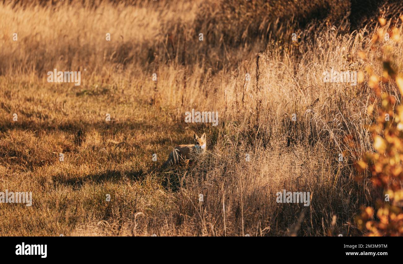 Europäische Rotfuchs-Vulpen Vulpes beim Wandern auf Gras in Wiese. Wildlife-Szene Aus Europa. Bereich Pelz Mantel Tier In Der Natur Lebensraum. Fuchs Auf Der Weide. Fuchsin Stockfoto