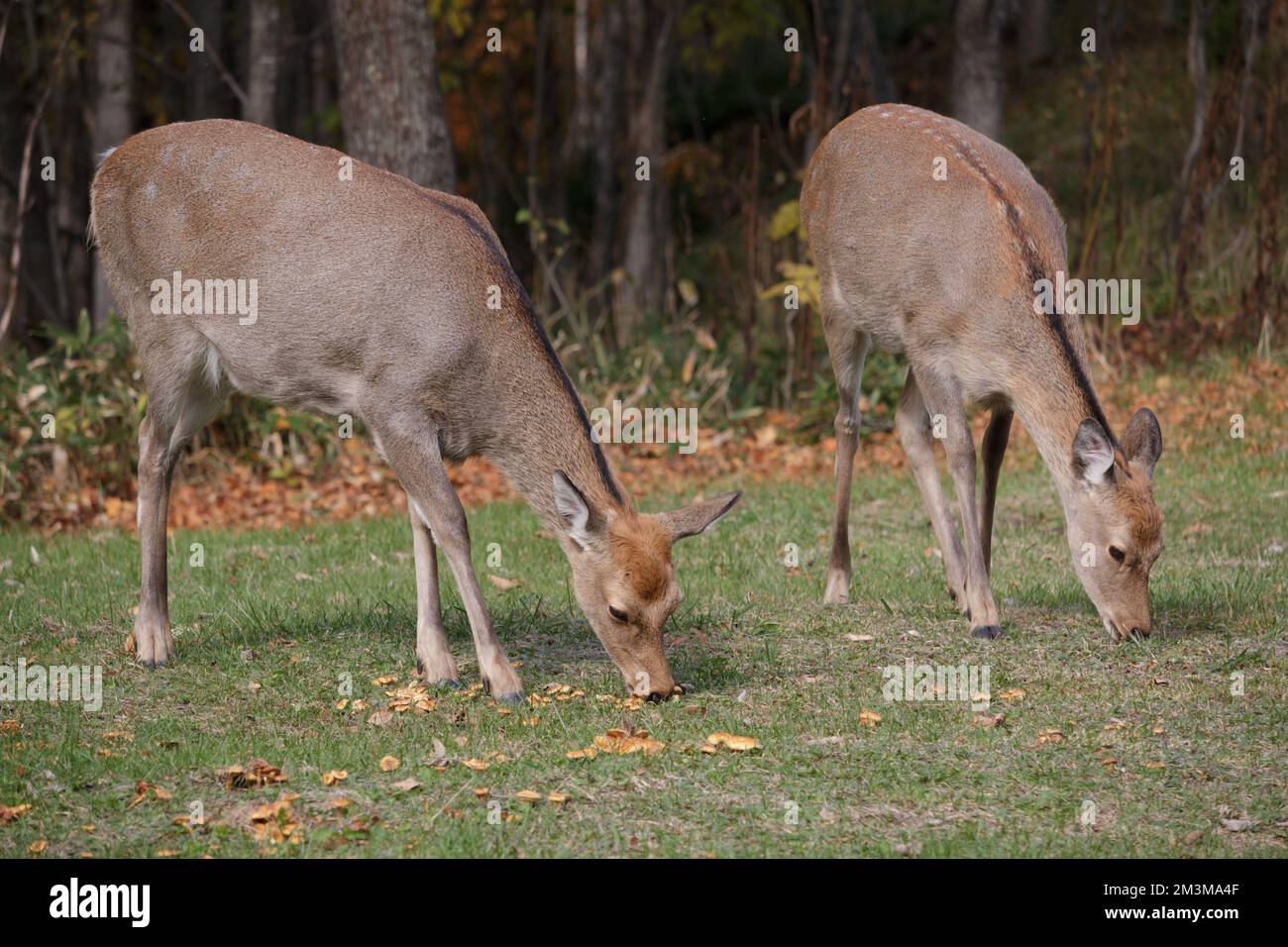 Zwei sika-Hirsche, die Pilze essen, Hokkaido, Japan Stockfoto
