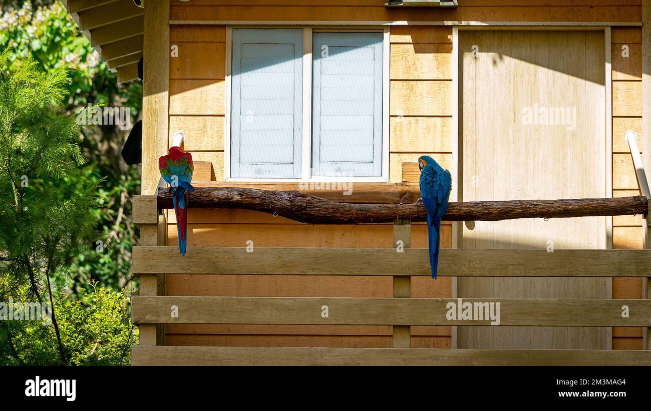 Südafrikanische farbenfrohe Papageien, die auf einer Schiene sitzen Stockfoto