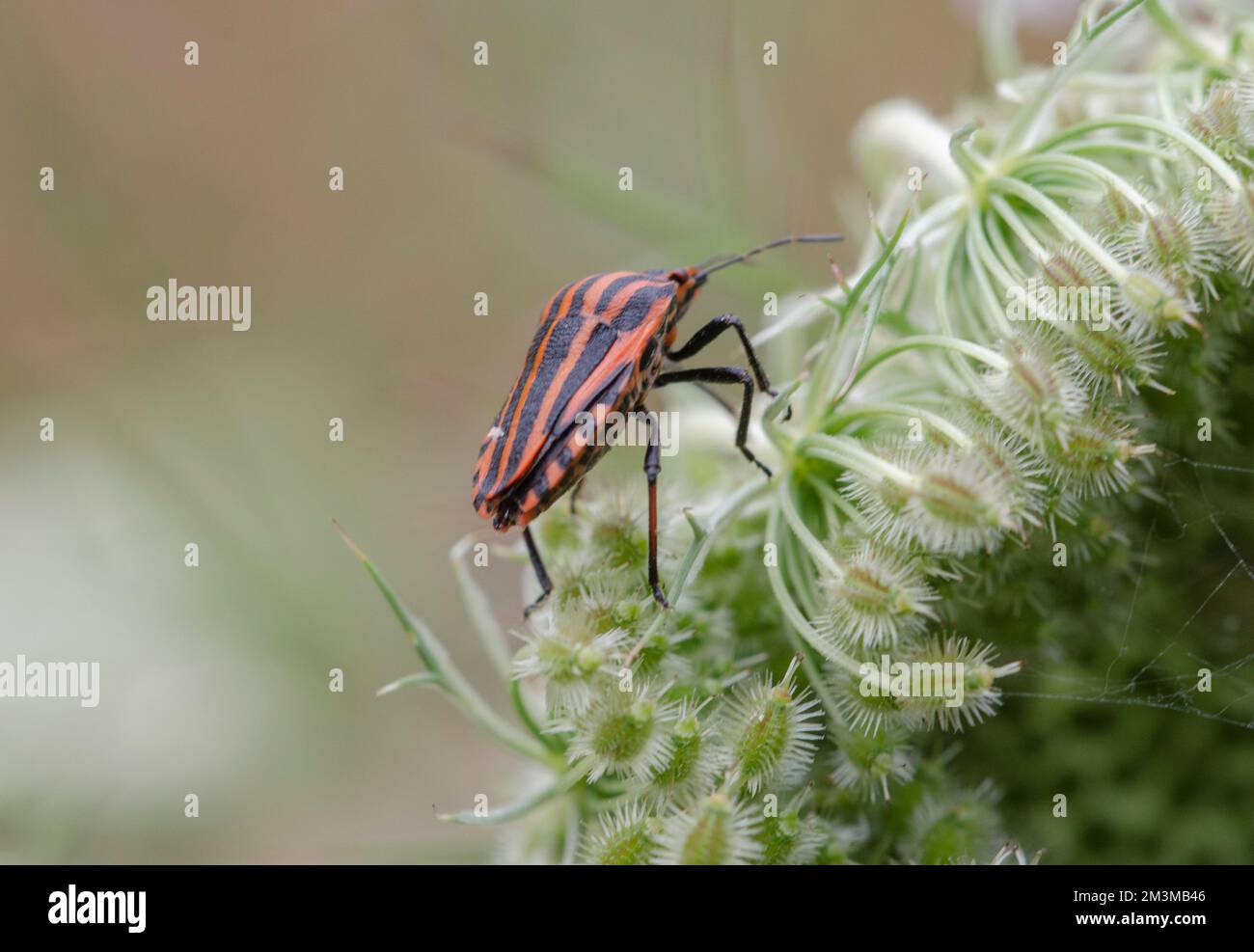 Die Feuerwanzen sind eine Familie von Käfern innerhalb der Unterordnung Pentatomomorpha. Etwa 340 Arten in etwa 33 Gattungen sind von ihnen bekannt. Stockfoto