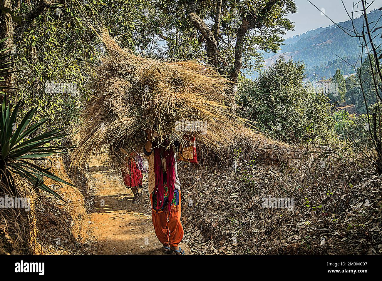 Frau mit Heu auf dem Kopf, Kausani, Bageshwar, Kumaon, Uttarakhand, Indien Stockfoto