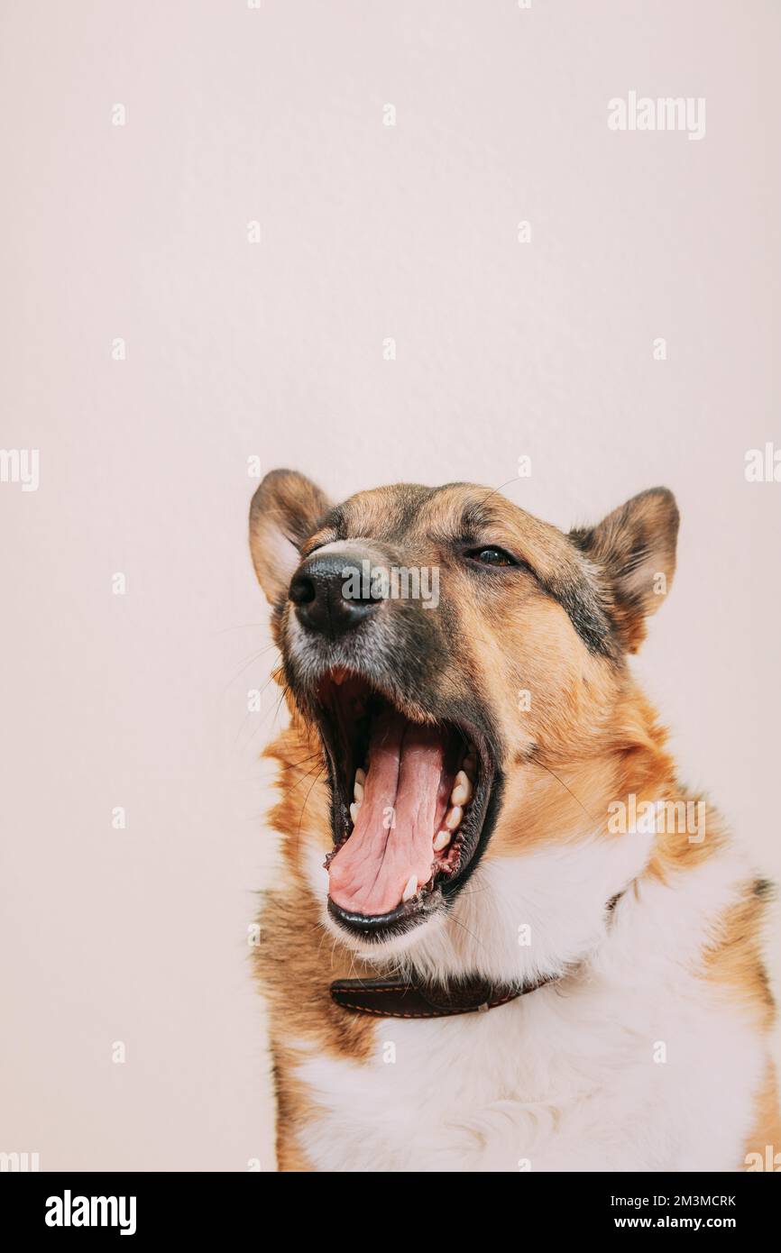 Porträt eines gähnenden Mischlingshundes mit offenem Mund, der aus seiner Zunge ragt. Mischlingshund Nahaufnahme Porträt. Isoliert auf Weiß Stockfoto