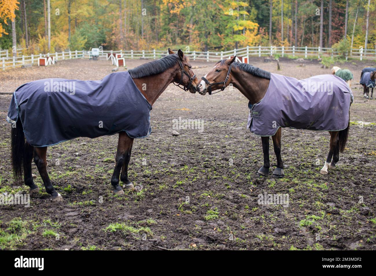 Pferde im Helsinki Park Stockfoto