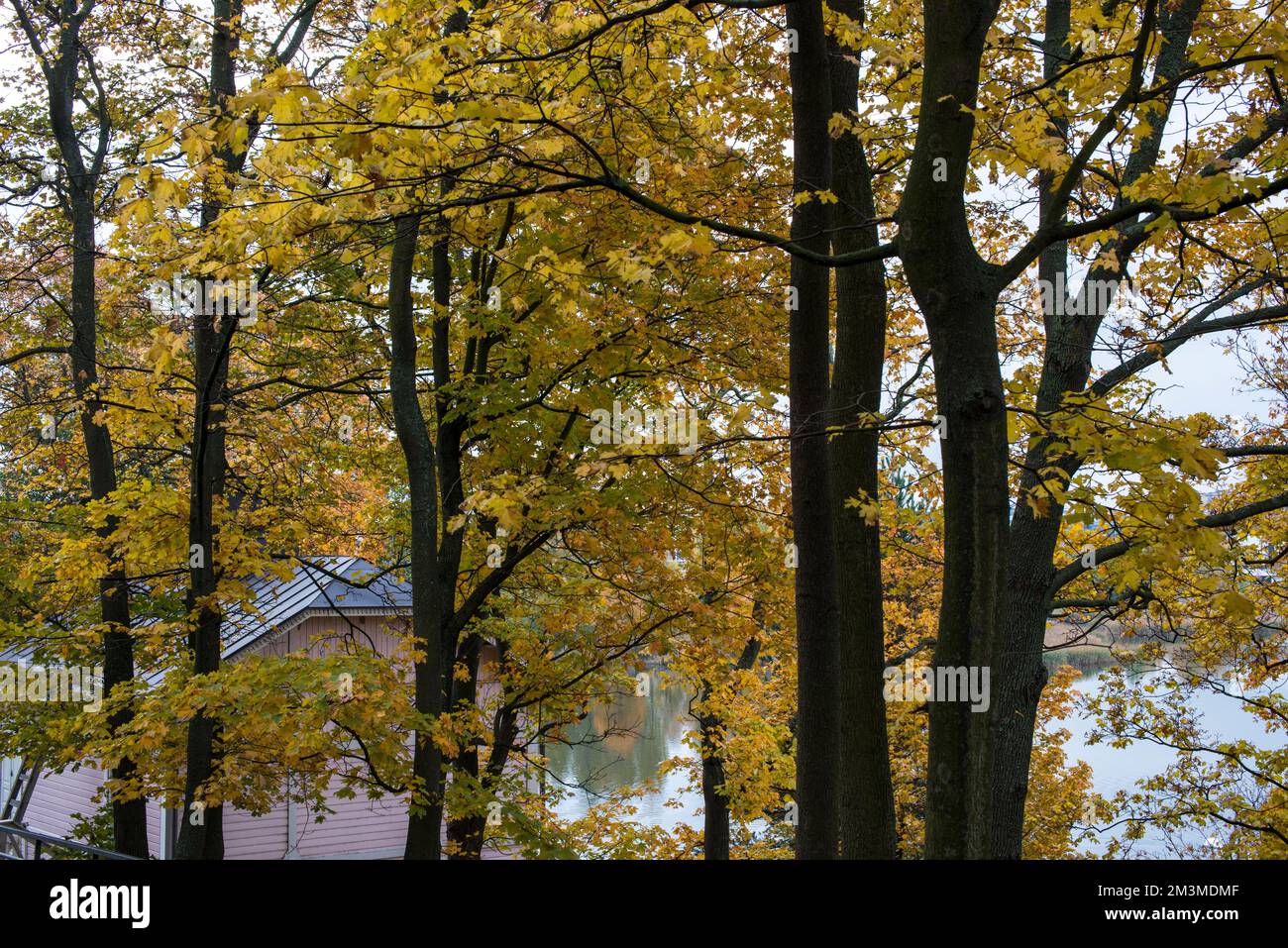 Herbstbäume an einem See, Helsinki Stockfoto