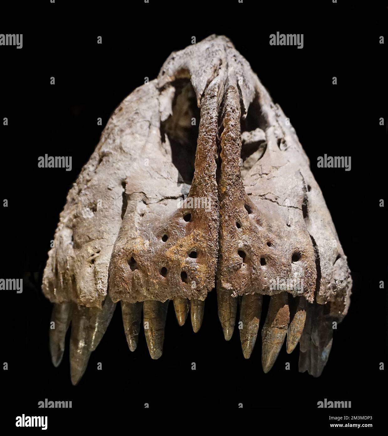 Tyrannosaurus rex.Female.Upper Backe. Oberer Schädel.Tyrannosaurid.Theropod Dinosaurier. Dinosaurierschädel Stockfoto