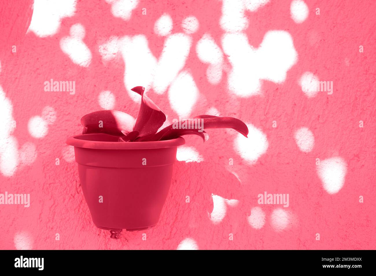 Grüne Pflanzen haemanthus in Blumentöpfen ist an einer rosafarbenen Betonwand befestigt. Getönt in Viva Magenta, Trendfarbe des Jahres 2023 Stockfoto