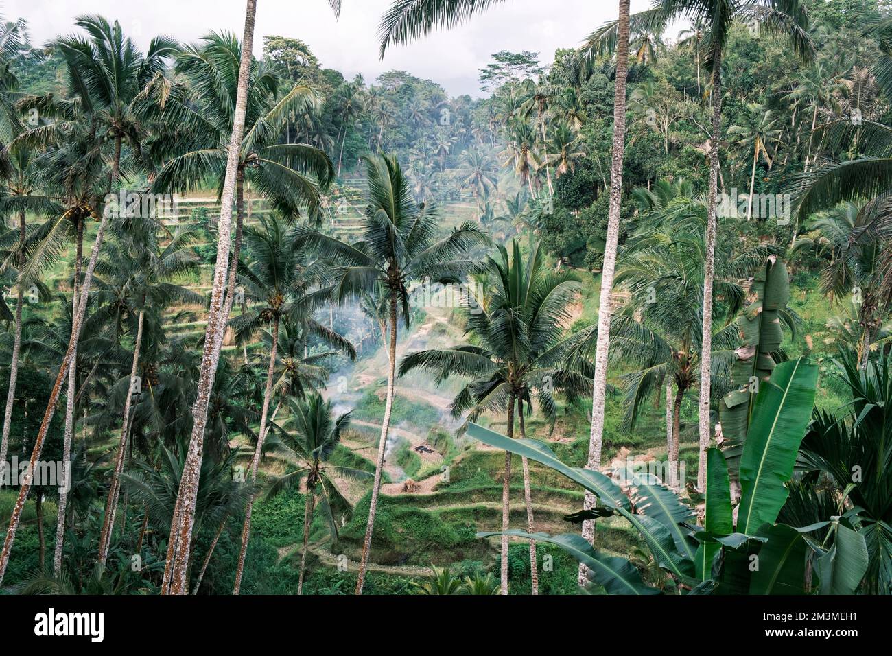 Reisterrassen tegalalang. Bali. Blick auf die rauschenden Reisfelder vor der Kulisse von Palmen. Sehenswürdigkeiten bali, Inonesia. Atemberaubend Stockfoto