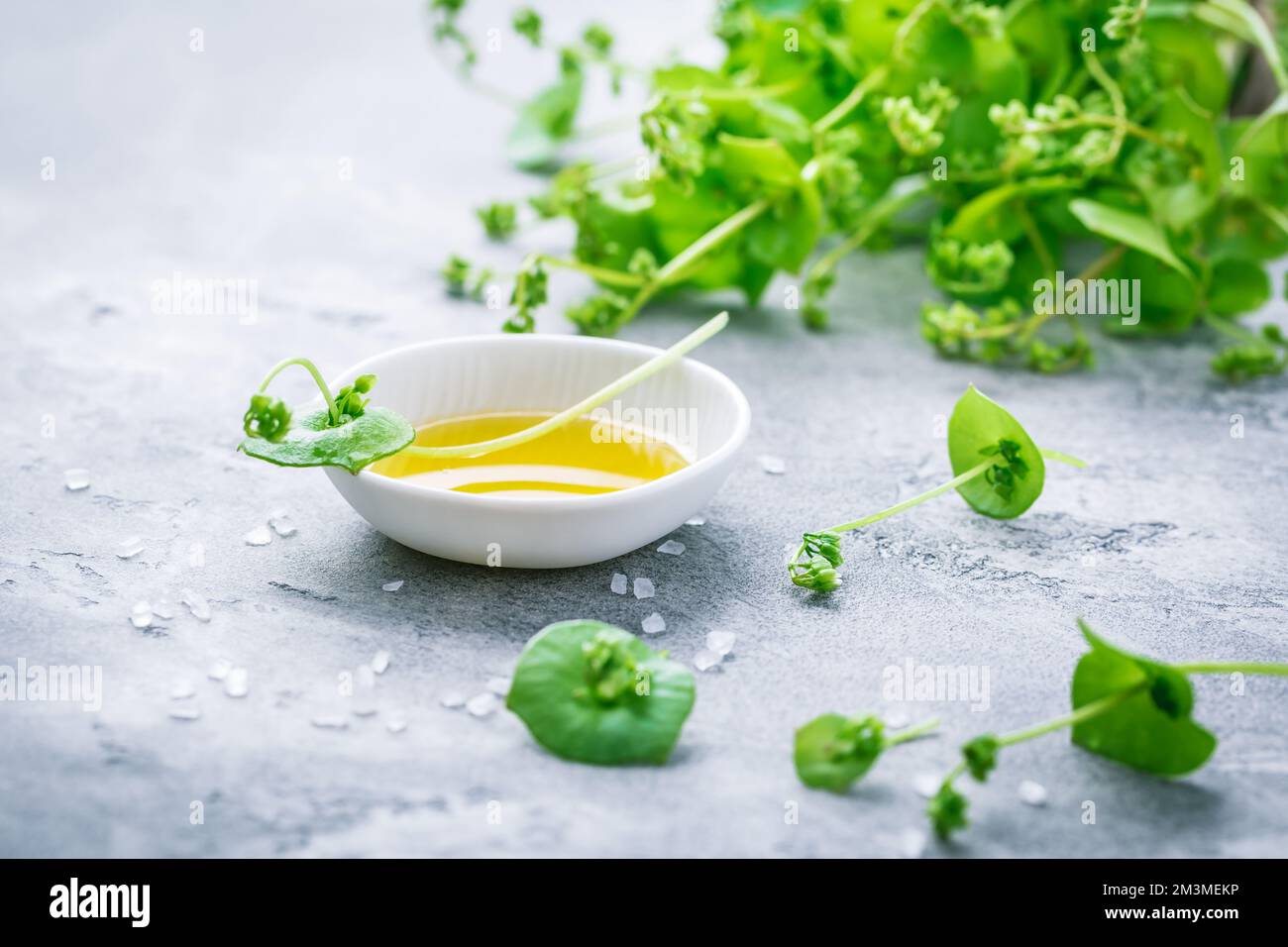 Winterportulak, indischer Salat, mit Olivenöl und Salz. Claytonia perfoliata Stockfoto