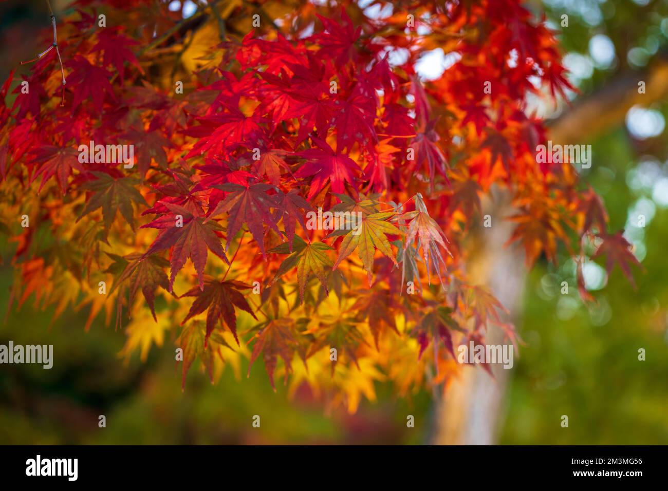 Nabana No Sato Beleuchtung 2022 Stockfoto