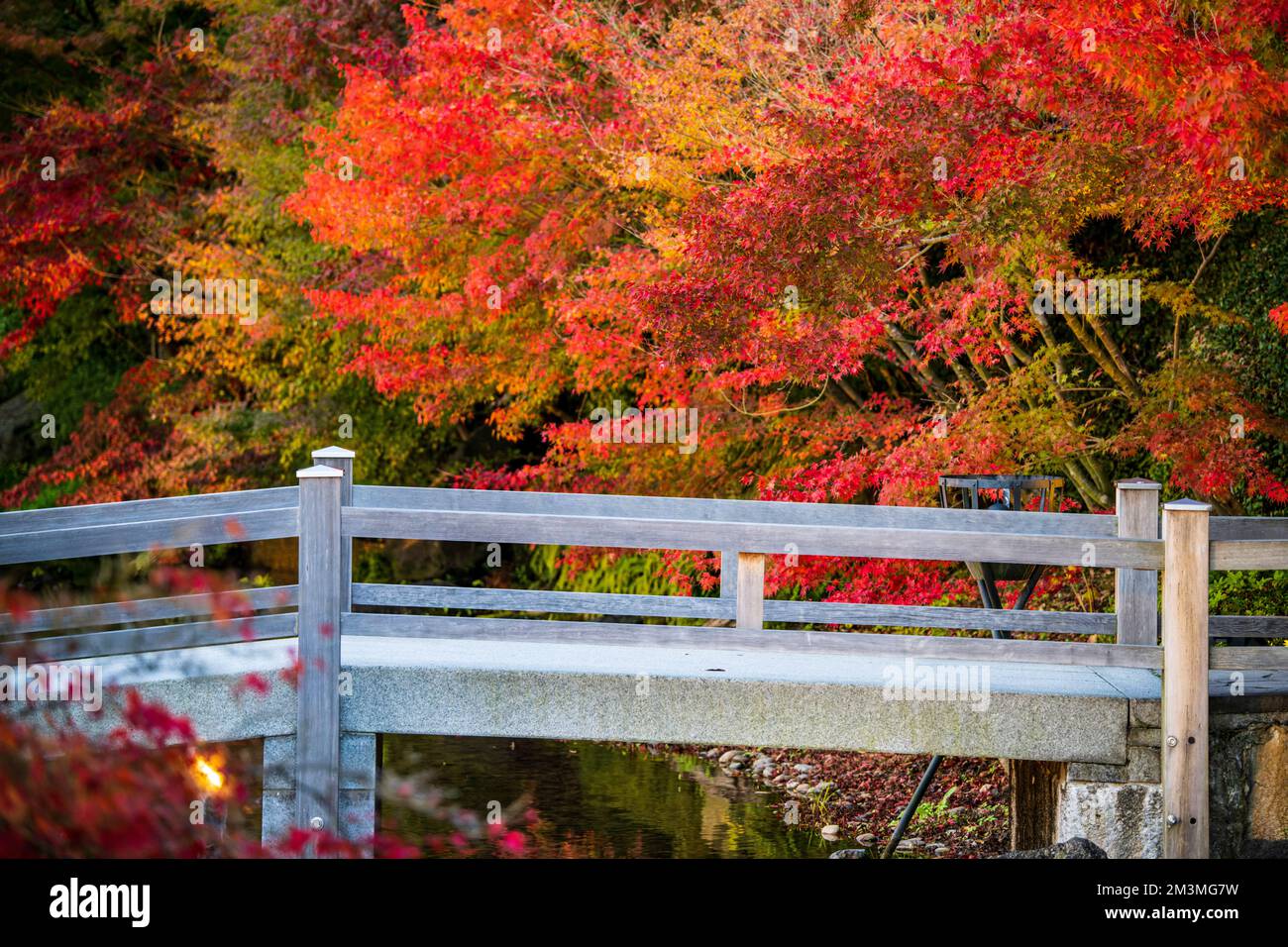 Nabana No Sato Beleuchtung 2022 Stockfoto