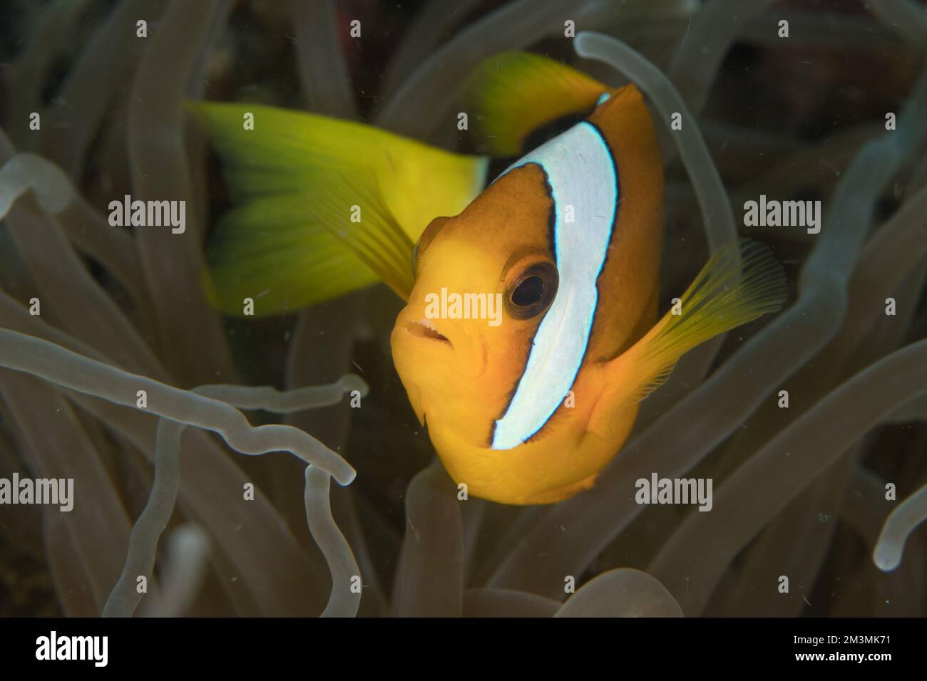 Clarks Anemonefish Schwimmen über gesundem Korallenriff - Stockfoto