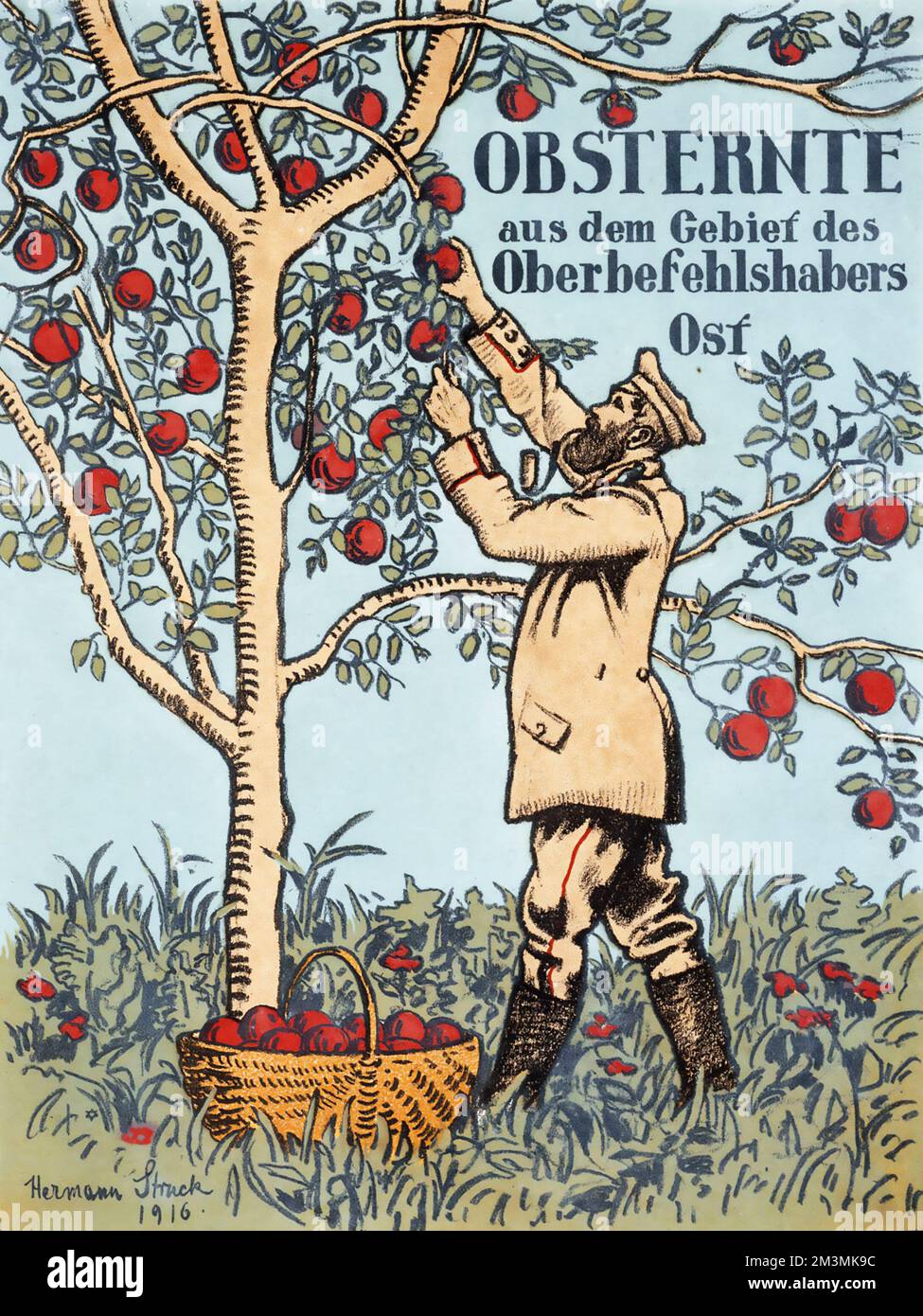 OBSTERNTE, Mann, der Äpfel vom Apfelbaum pflückt - Hermann Struck Grafik JM Berlin, Deutschland Stockfoto