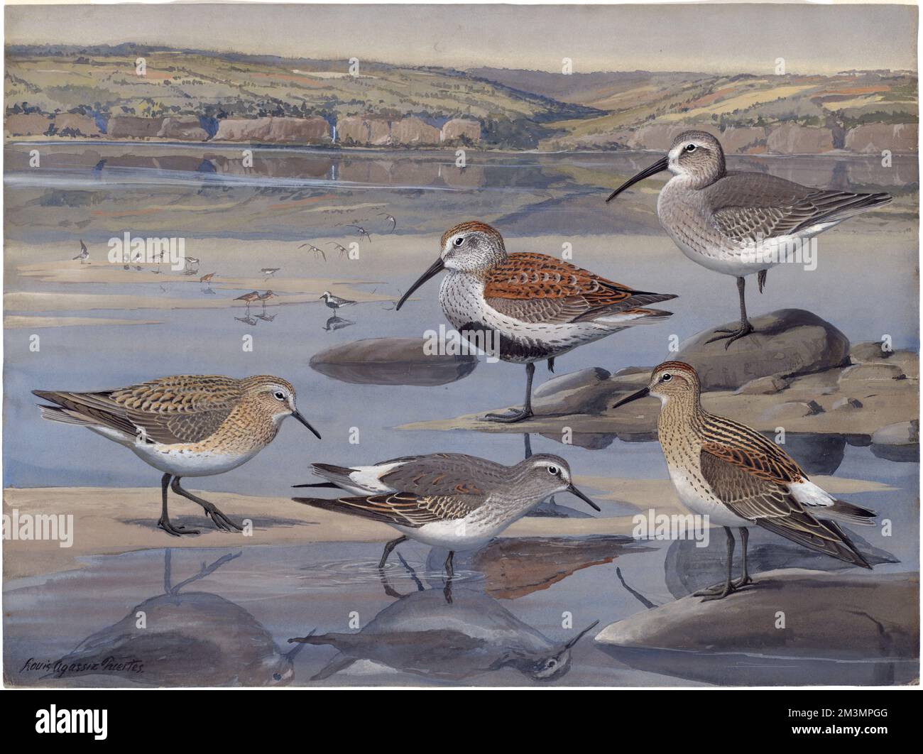 Platte 27: Sandpiper mit rotem Rücken, Baird's Sandpiper, Sandpiper mit weißem Rumpf, Dunlin Stockfoto
