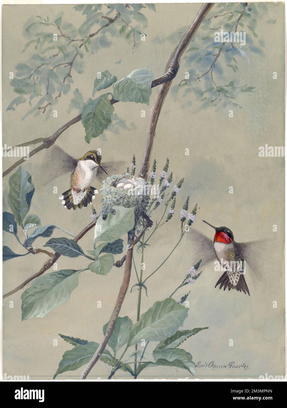 Platte 54: RubinthroIierter Kolibri, RubinthroIierter Kolibri Stockfoto
