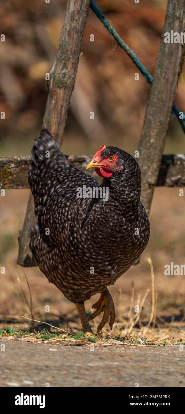 Schönes schwarz-weißes isoliertes Huhn, vertikale Zusammensetzung Stockfoto