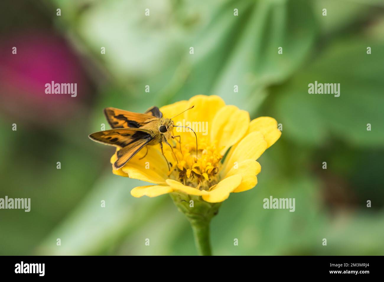 Fiery Skipper (Hylephila phyleus) in Mexiko füttern Stockfoto