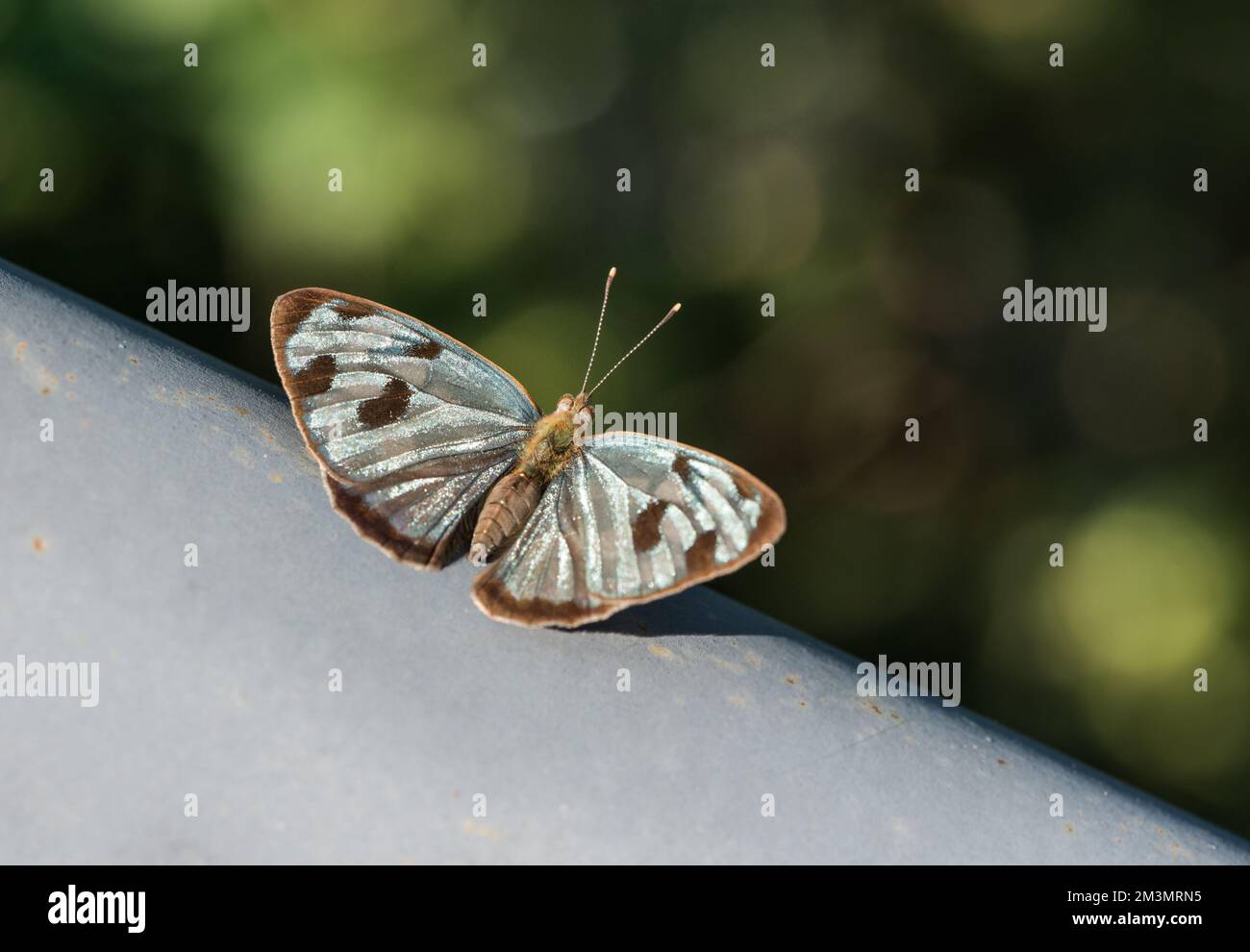 Hoch oben am Four-Spotted Sailor (Dynamine postverta) am Jalpan Reservoir, Mexiko Stockfoto