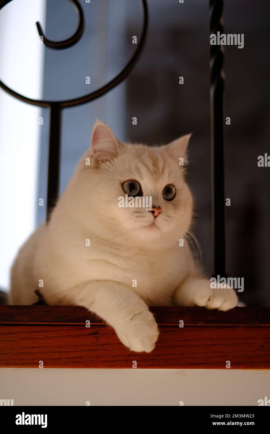 Ein vertikales Bild einer weißen britischen Shorthair-Katze auf dem Boden Stockfoto