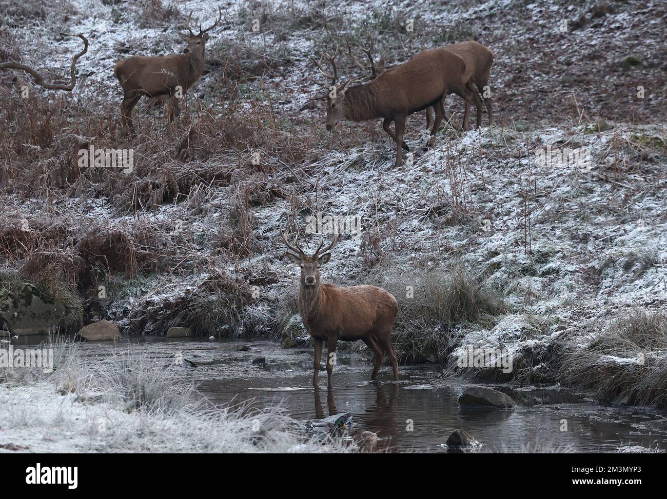 Newtown Linford, Leicestershire, Großbritannien. 16.. Dezember 2022 Wetter in Großbritannien. Ein Reh überquert den Fluss Lin im Bradgate Park, während die winterlichen Bedingungen weiterhin Großbritannien beeinträchtigen. Kredit: Darren Staples/Alamy Live News. Stockfoto