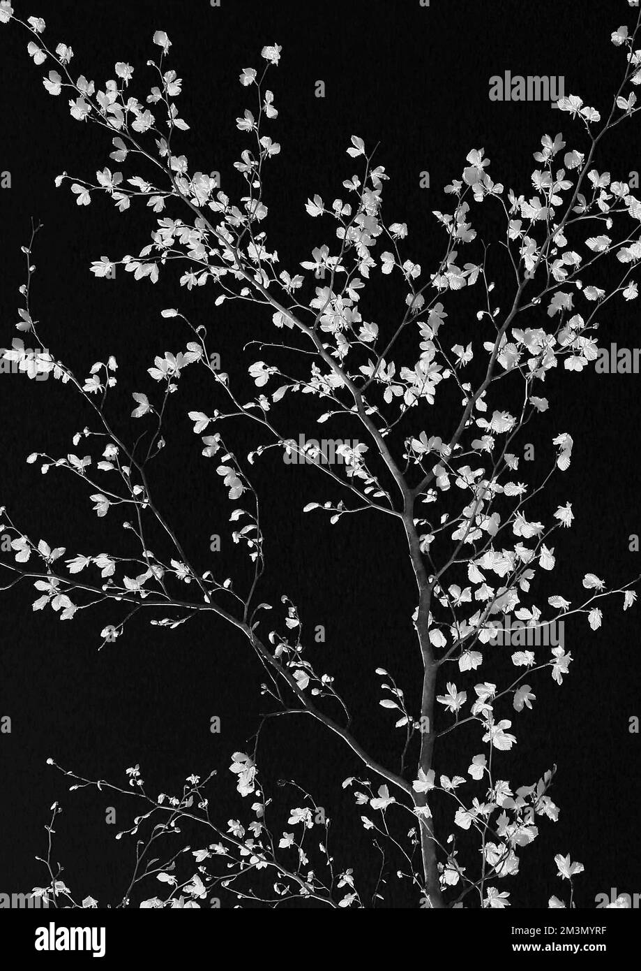 Reife Buchenäste mit leuchtenden Blättern im späten Frühling ist die Buche auf Cannock Chase AONB als Königin der Bäume bekannt Stockfoto