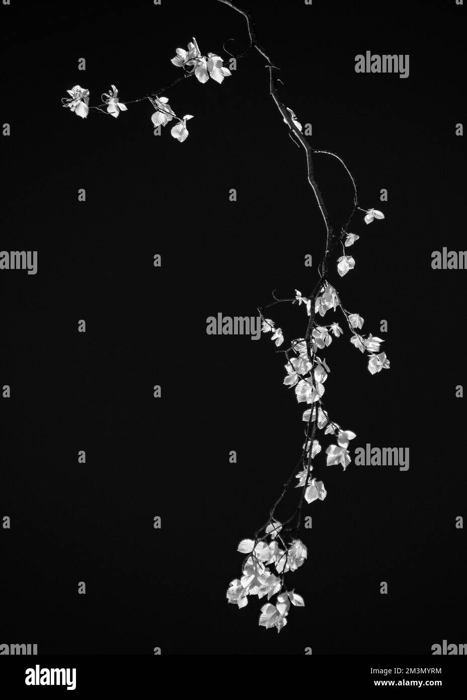 Das schöne Kunstfoto des alten Buchenbaums und -Blatts mit dem leuchtenden Laub im späten Frühling ist als Königin der Bäume bekannt Stockfoto