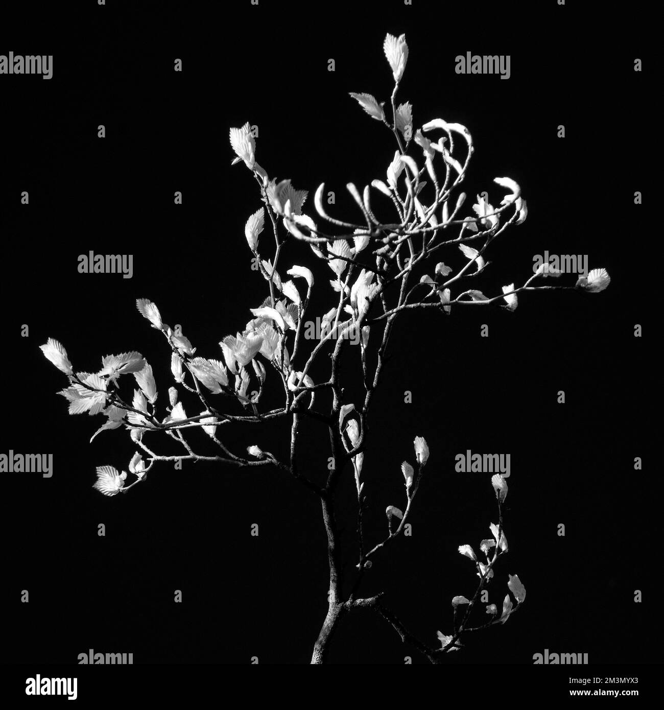 Das schöne Kunstfoto des alten Buchenbaums und -Blatts mit dem leuchtenden Laub im späten Frühling ist als Königin der Bäume bekannt Stockfoto