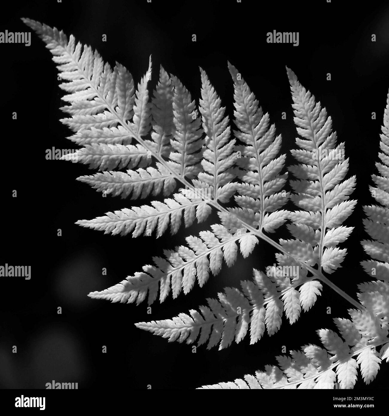 Kunstfoto von wilden Pflanzen in Schwarz und Weiß, ein Bild der Natur im späten Frühling, in den Wäldern und Wäldern von Cannock Chase AONB Stockfoto