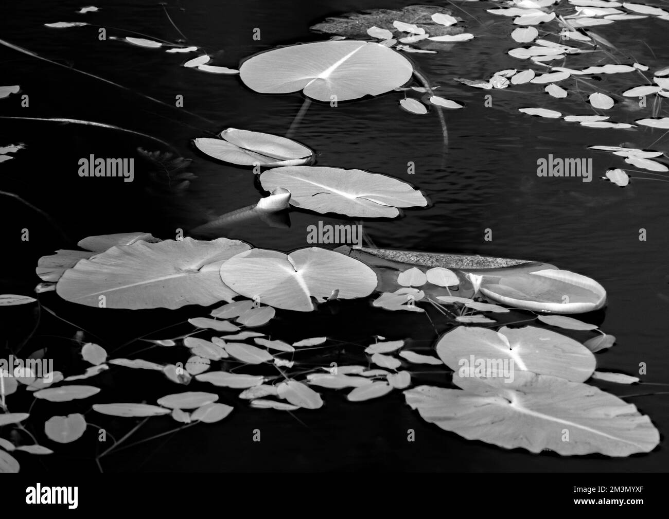 Kunstfoto in Schwarz-Weiß, ein Bild eines Waldteichs in Lily im Spätherbst, in den Wäldern und Wäldern von Cannock Chase AONB Stockfoto