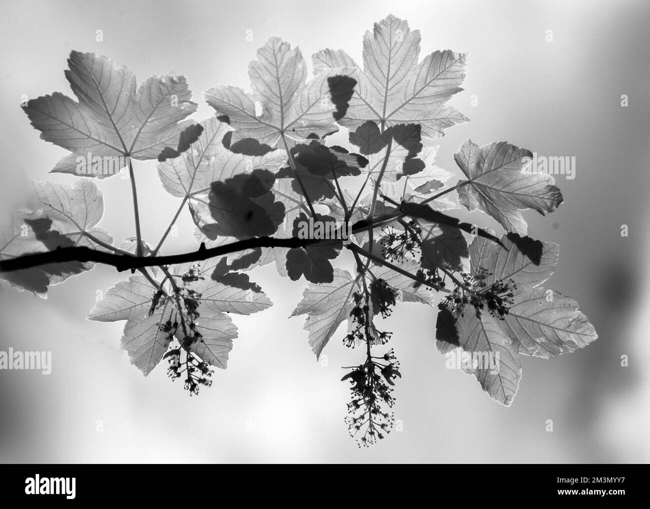 Kunstfoto: Waldlandschaft in wunderschönem Licht am späten Abend mit Bildern von Bäumen in Schwarz und Weiß, eine schöne Kunstaufnahme der Natur im Sommer, in t Stockfoto