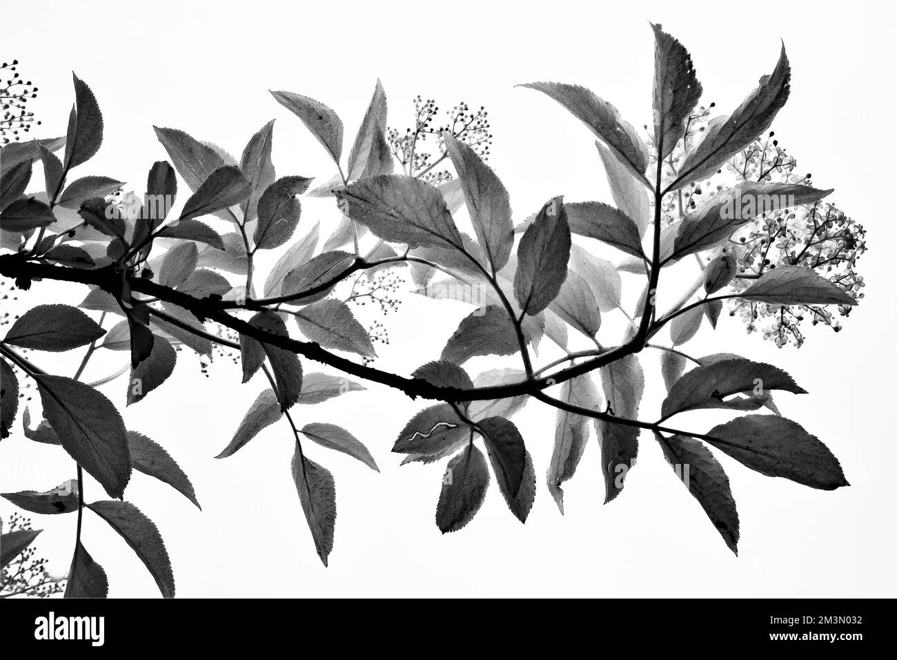 Kunstfoto von Bäumen in Schwarz und Weiß, ein Bild der Natur im Sommer in den Wäldern und Wäldern von Cannock Chase AONB (Gebiet der herausragenden Stockfoto