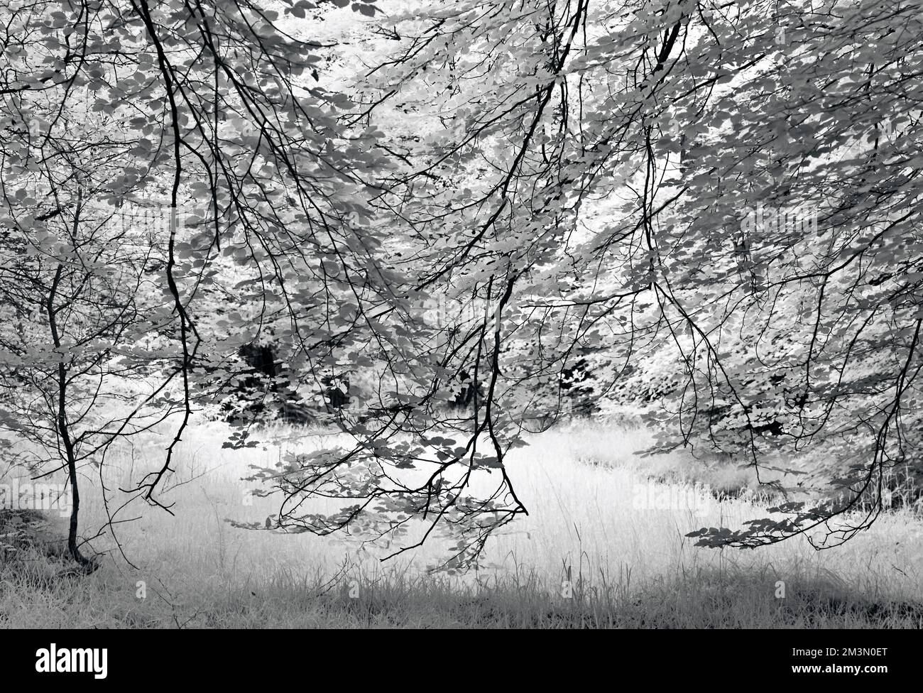 Schwarzweißfoto der pendelnden Buchenbaumzweige im Cannock Chase AONB-Gebiet von herausragender natürlicher Schönheit in Staffordshire, England Stockfoto