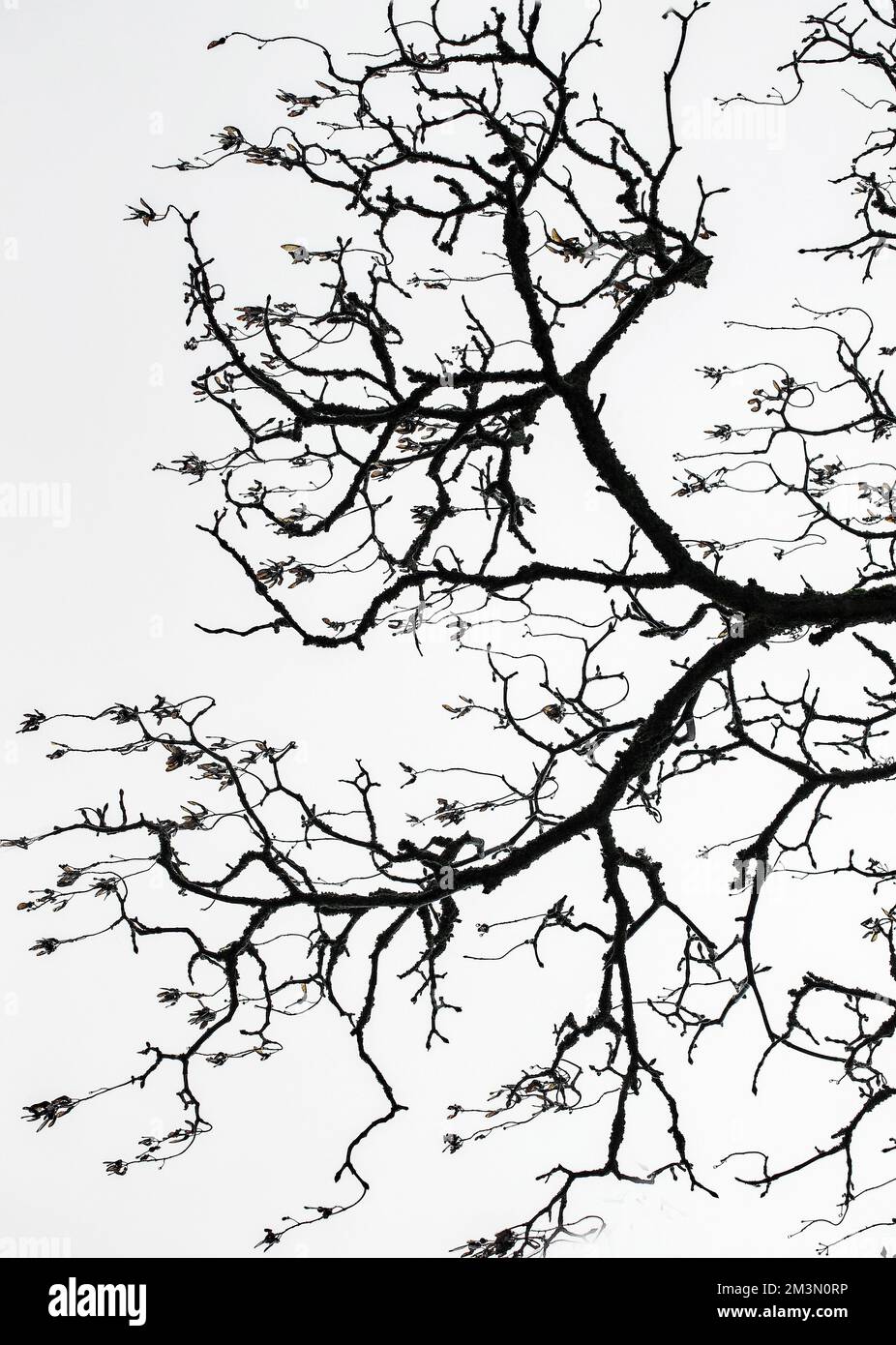 Baum im späten Frühjahr auf Cannock Chase AONB (Gebiet von außergewöhnlicher natürlicher Schönheit) in Staffordshire England Stockfoto