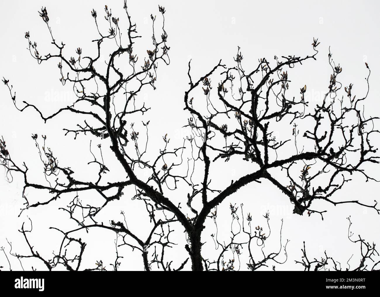 Baum im späten Frühjahr auf Cannock Chase AONB (Gebiet von außergewöhnlicher natürlicher Schönheit) in Staffordshire England Stockfoto