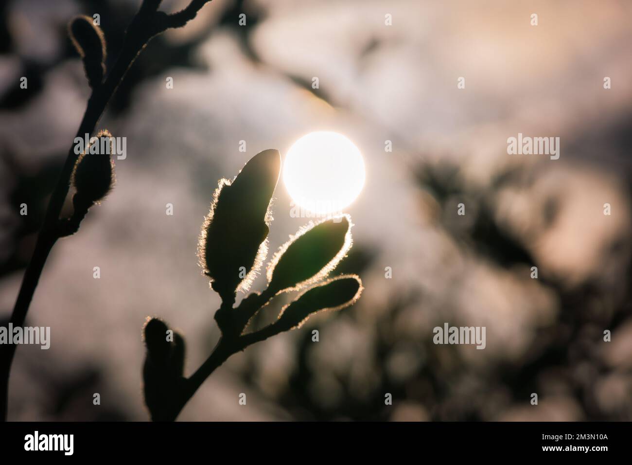 Magnolienknospen auf einem Magnolienbaum mit dem Mond im Hintergrund. Magnolienbäume sind in der Blütezeit eine wahre Pracht. Ein Blickfang in La Stockfoto