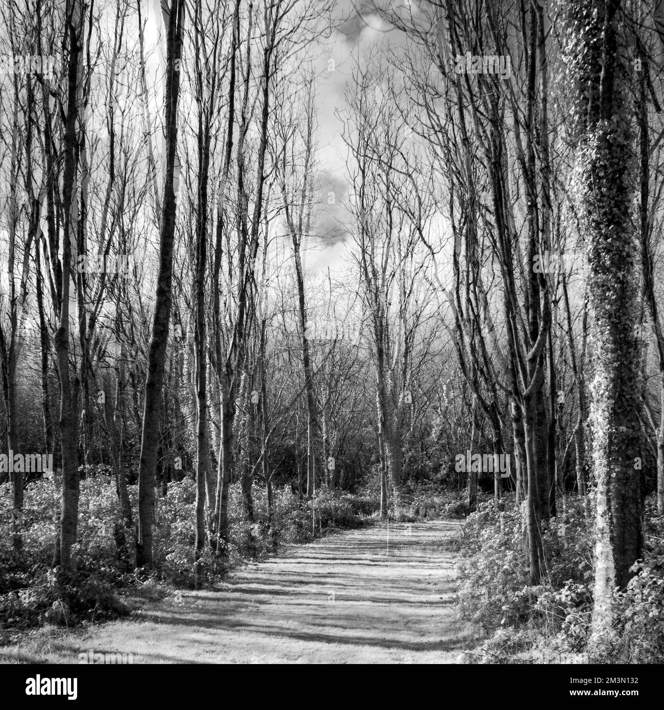 Schwarzweißbilder von Wäldern und Bäumen im Cannock Forest im späten Frühling, auf Cannock Chase AONB (Gebiet von herausragender natürlicher Schönheit) Stockfoto