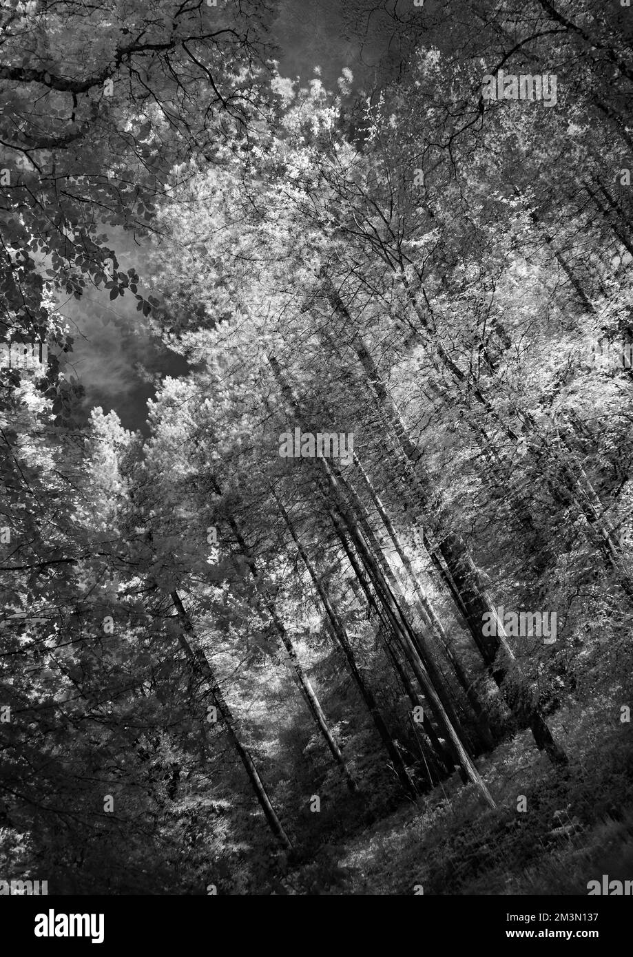 Kunstfoto halbabstrakt aufgenommen mit mehreren Aufnahmen in Schwarzweiß, ein Bild von gemischten Wäldern im späten Frühling Stockfoto