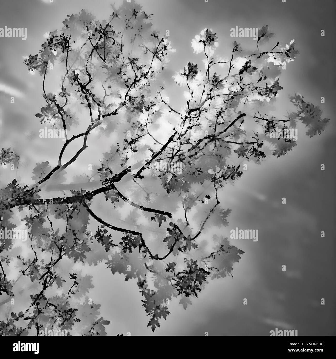 Kunstfoto halbabstrakt aufgenommen mit mehreren Aufnahmen in Schwarzweiß, ein Bild von Baumzweig im späten Frühling, in den Wäldern Stockfoto
