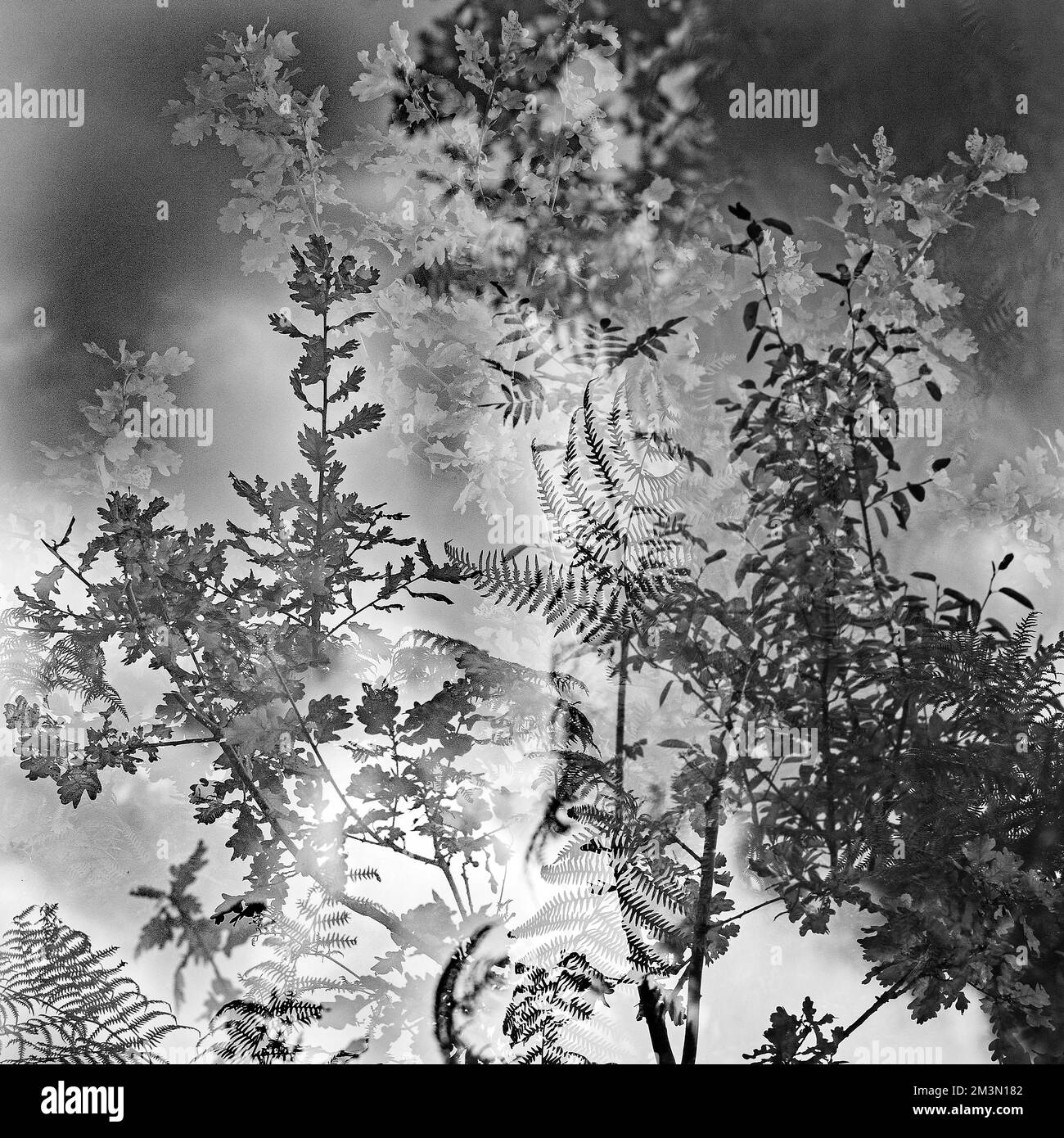 Kunstfoto halbabstrakt aufgenommen mit mehreren Aufnahmen in Schwarzweiß, ein Bild der Natur im späten Frühling, in den Wäldern Stockfoto