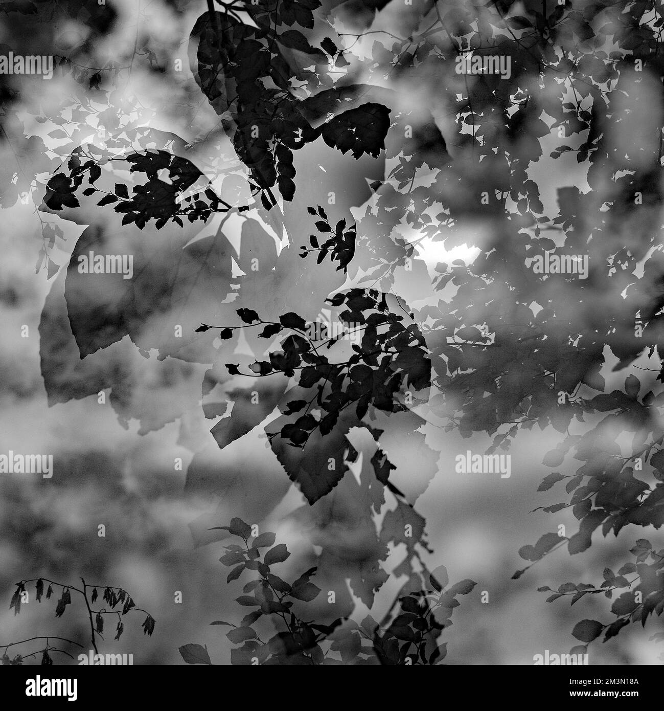Kunstfoto halbabstrakt aufgenommen mit mehreren Aufnahmen in Schwarzweiß, ein Bild der Natur im späten Frühling, in den Wäldern Stockfoto