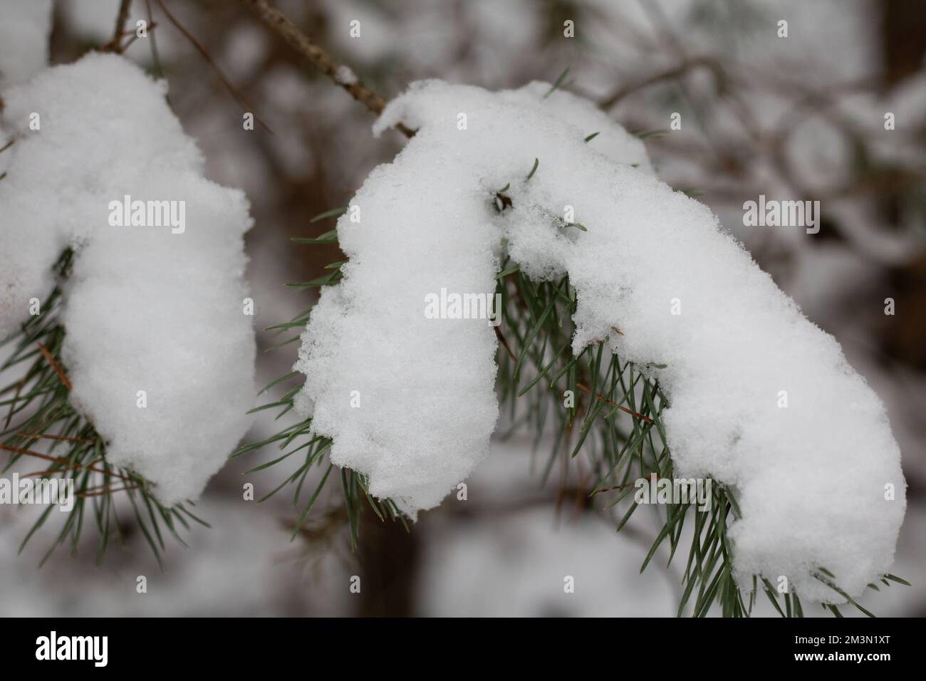 Fotoschnee auf einem Fichtenzweig im Wald Stockfoto