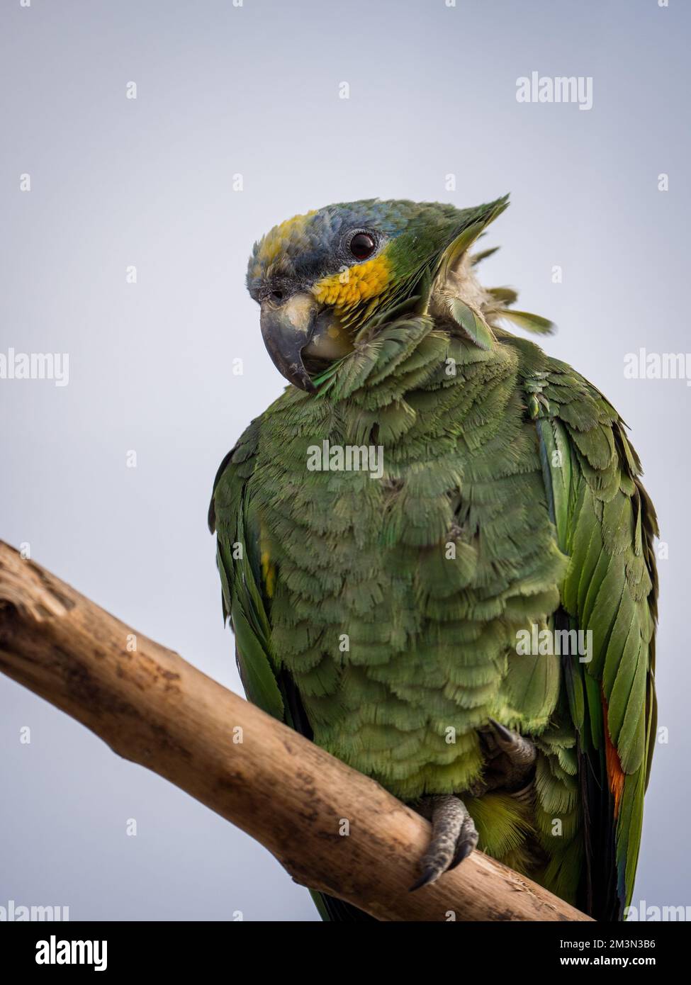 Ein vertikales Bild eines Amazonas-Papagei Stockfoto