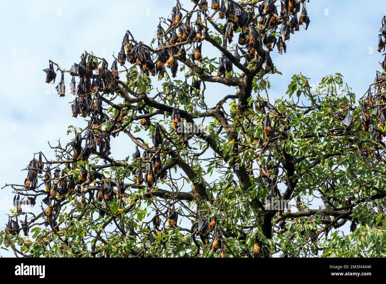 Fledermäuse, die an Bäumen hängen, Bhandardara, Igatpuri, westliche Ghats, Akole tehsil, Ahmednagar District, Maharashtra, Indien Stockfoto